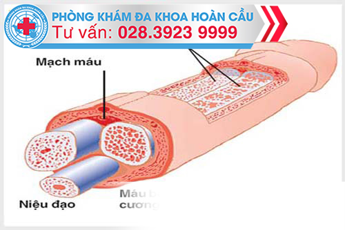 Tiểu đường tuýp 2 sẽ gây ảnh hưởng đến tình trạng cương cứng của dương vật